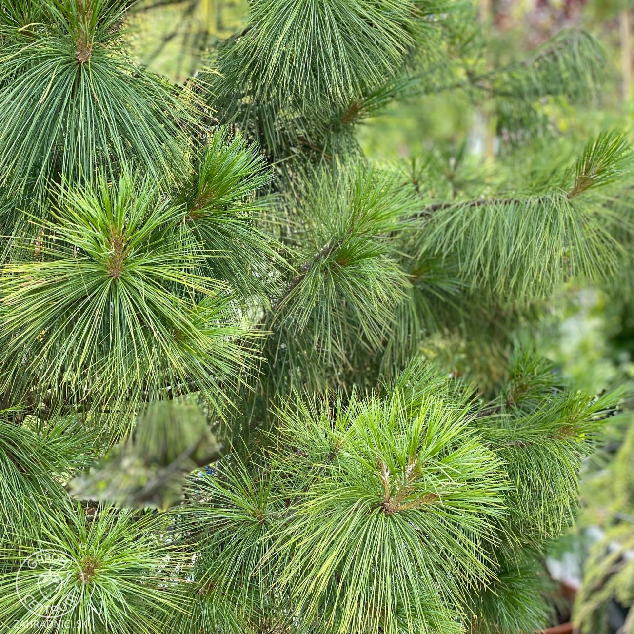 Obrázok Borovica himalájska (Pinus wallichiana) – výška 15-25 cm, kont. C3L